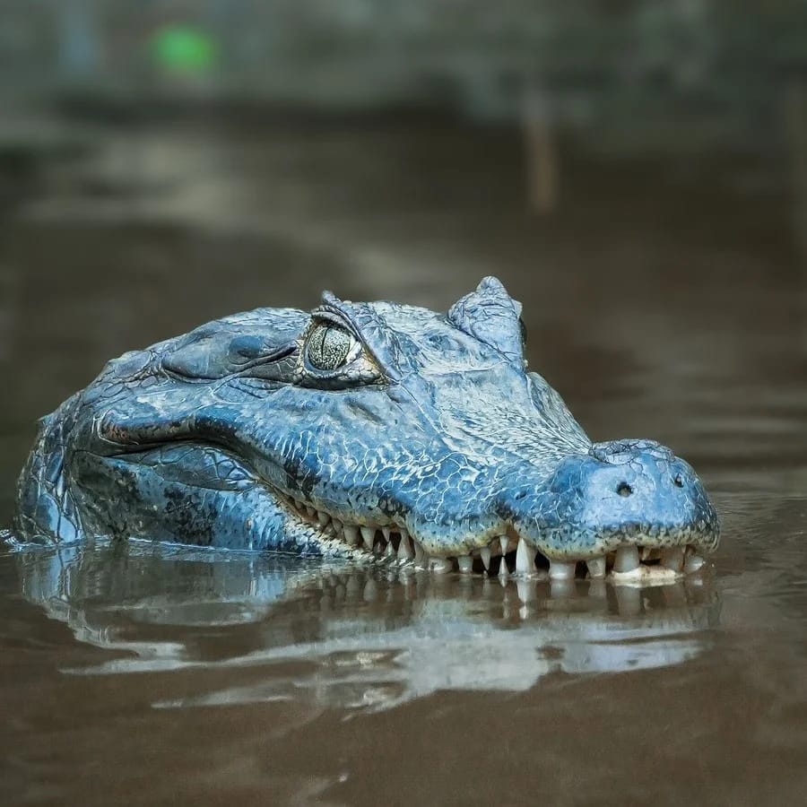 Crocodile close up